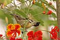 Variable sunbird (Cinnyris venustus venustus) female