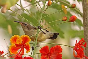 Archivo:Variable sunbird (Cinnyris venustus venustus) female