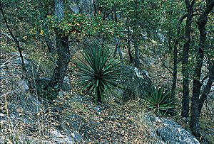 Archivo:Yucca madrensis fh 0604 MEX BB