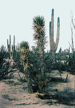 Archivo:Yucca valida fh 0608 BC B