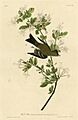 115 Wood Pewee (cropped)