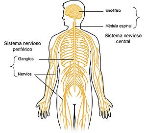 Archivo:1201 Overview of Nervous System esp