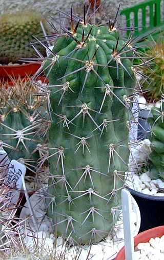 Acanthocalycium ferrarii.jpg