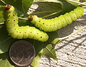 Archivo:Actias luna 5th instar 4 sjh