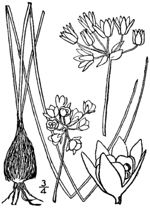 Archivo:Allium drummondii drawing