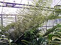 Angiopteris evecta 002