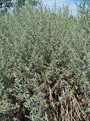 Archivo:Artemisia absinthium 0001