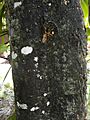 Artocarpus heterophyllus 02 - Tree Trunk