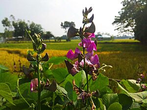 Archivo:Bean Flower in Bangladesh