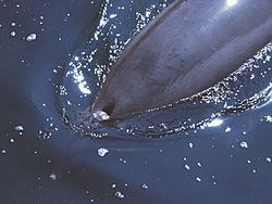 Archivo:Bottlenose Dolphin Blowhole