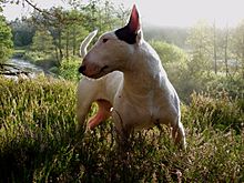 Archivo:Bull terrier99