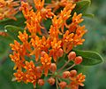 Butterfly Weed Flower and Bud Closeup 2408px