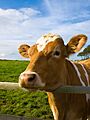 CC cow