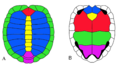Caparazon testudies