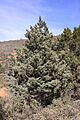 Cupressus glabra Sedona5