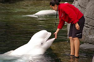 Archivo:Delphinapterus leucas -Vancouver Aquarium -Canada-8a