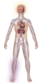 Diabetes' Affect On Body