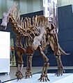 Dino amargasaurus