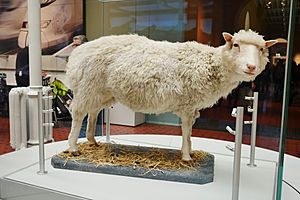 Archivo:Dolly the Sheep National Museum of Scotland