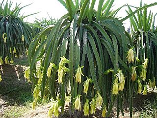 Dragonfruit plant.jpg