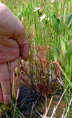 Archivo:Drosera anglica habit