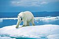 Eisbär 1996-07-23