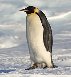 Archivo:Emperor Penguin Manchot empereur