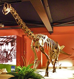 Archivo:Europasaurus holgeri