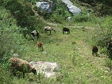 Archivo:Fauna de la comunidad la Ciénega