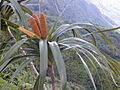 FreycinetiaArborea