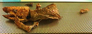 Archivo:Gallotia goliath mummy 2