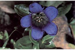 Gentiana-calycosa1web.jpg