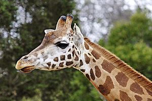 Archivo:Giraffe08 - melbourne zoo