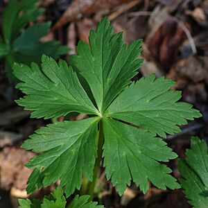 Archivo:Globeflower Trollius laxus Leaf 2000px