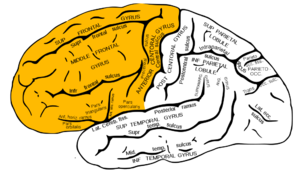 Archivo:Gray726 frontal lobe