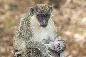 Archivo:Green monkey (Chlorocebus sabaeus) with baby