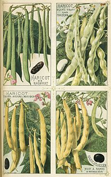 Archivo:Haricots - Plantes potagères Vilmorin-Andrieux et Cie