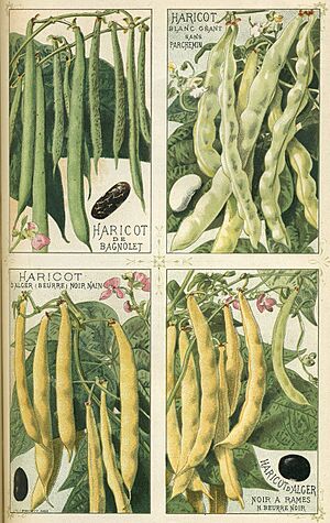Archivo:Haricots - Plantes potagères Vilmorin-Andrieux et Cie