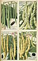 Haricots - Plantes potagères Vilmorin-Andrieux et Cie