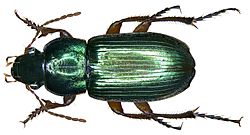 Harpalus affinis Schrank, 1781 (2934592881) (2).jpg