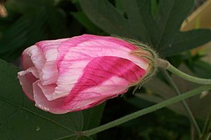 Archivo:Hibiscus splendens