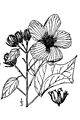 Hibiscuslasiocarpos
