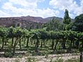 Hualfin Viñedos