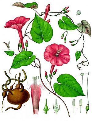 Archivo:Ipomoea purga - Köhler–s Medizinal-Pflanzen-077