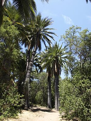 Archivo:Jubaea chilensis (scott.zona) 004