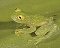Lateral view of Hyalinobatrachium pellucidum