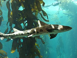 Archivo:Leopard shark (Triakis semifasciata) 01