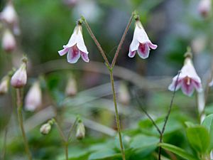 Archivo:Linnaea borealis