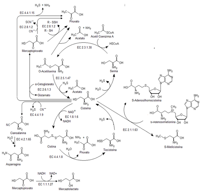 Archivo:Mapa metabólico de la cisteína
