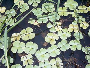 Archivo:Marsilea Bild0717